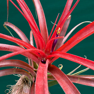 Tillandsia - Kandanga ex. HN