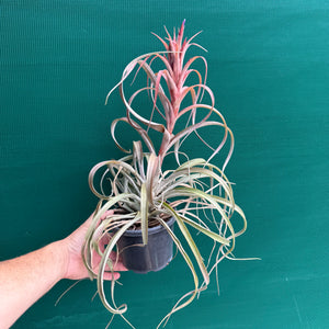Tillandsia - Beenham ex. BF
