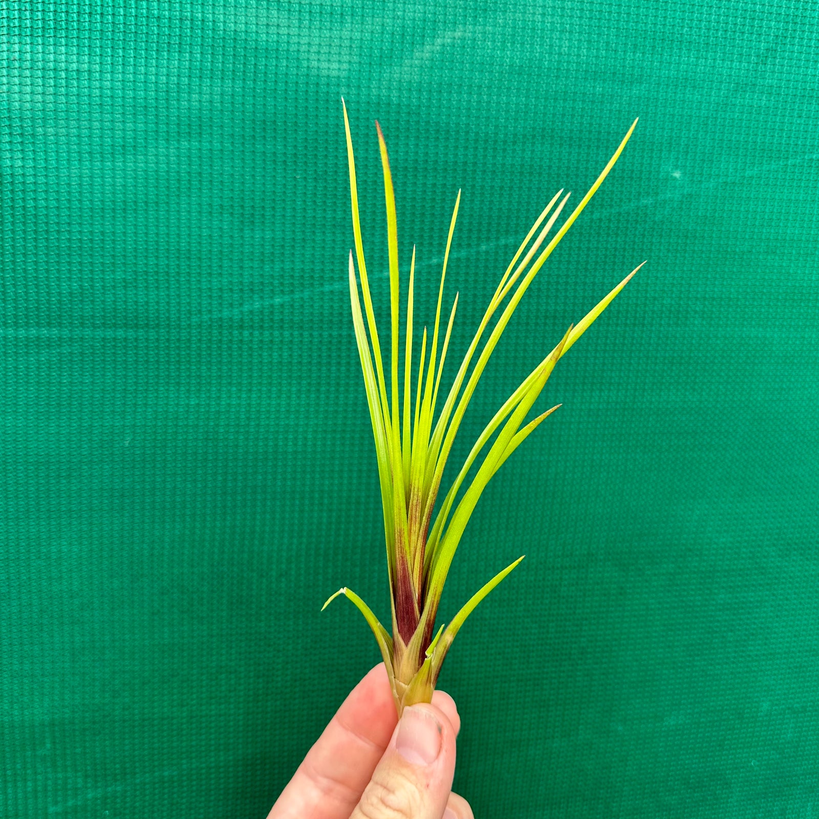 Wallisia - lindenii (Fragrant)