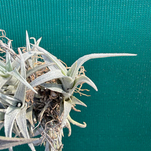 Tillandsia - barbokae ‘White Leaf’ ex. LH