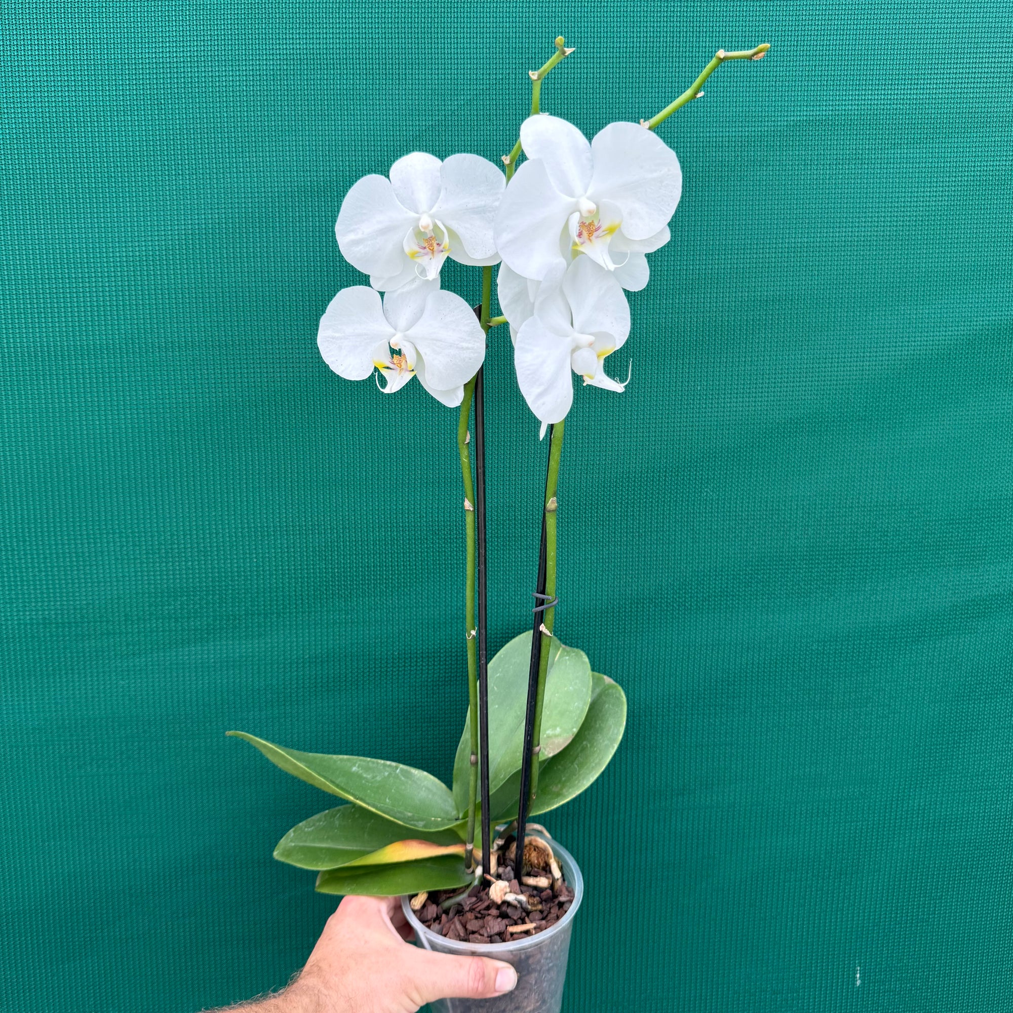 Phalaenopsis ‘Large White’ NEW