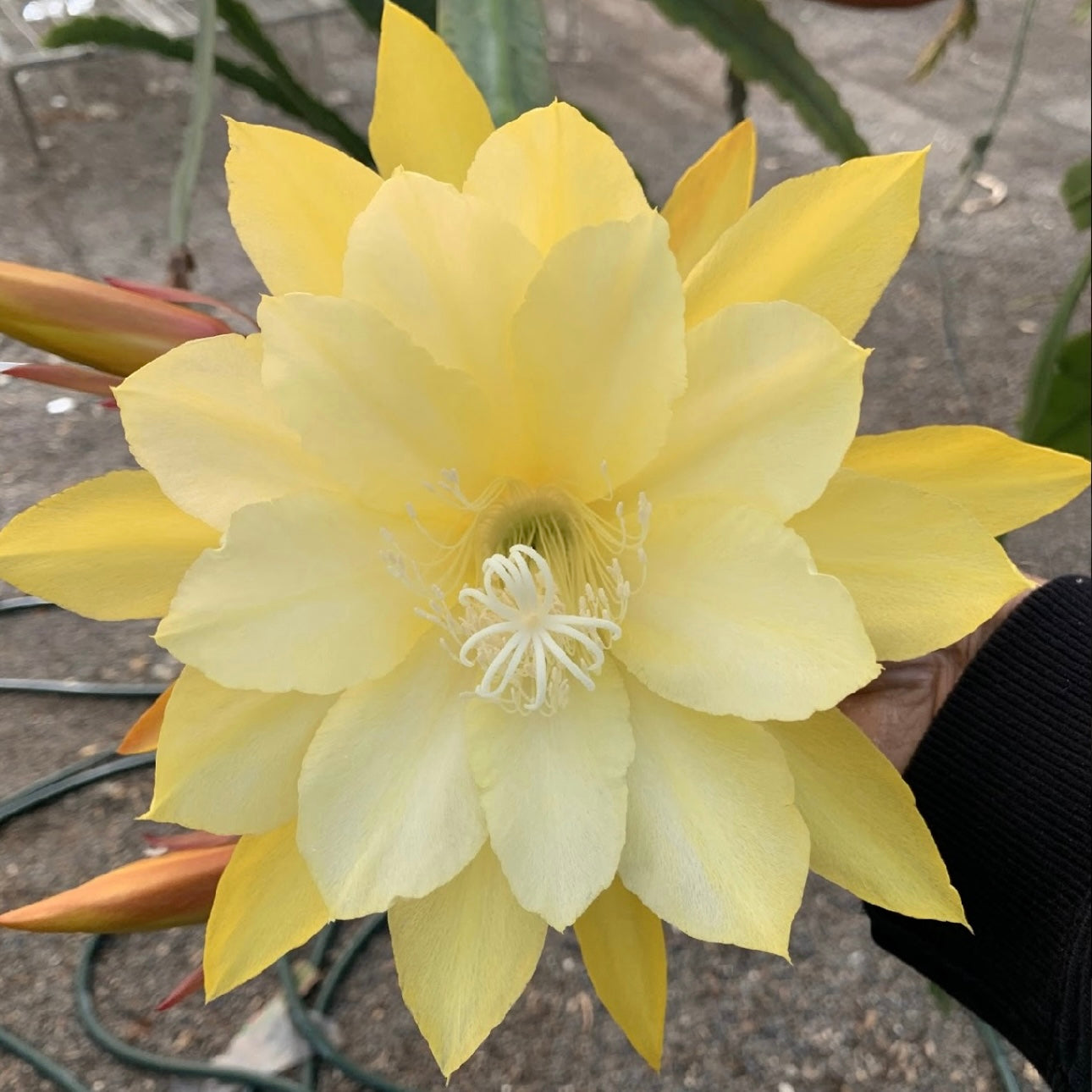 Epi. Hybrid Pineapple Fizz EH63