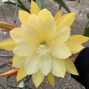 Epi. Hybrid Pineapple Fizz EH63