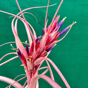 Tillandsia - brachycaulos x exserta ex. BG