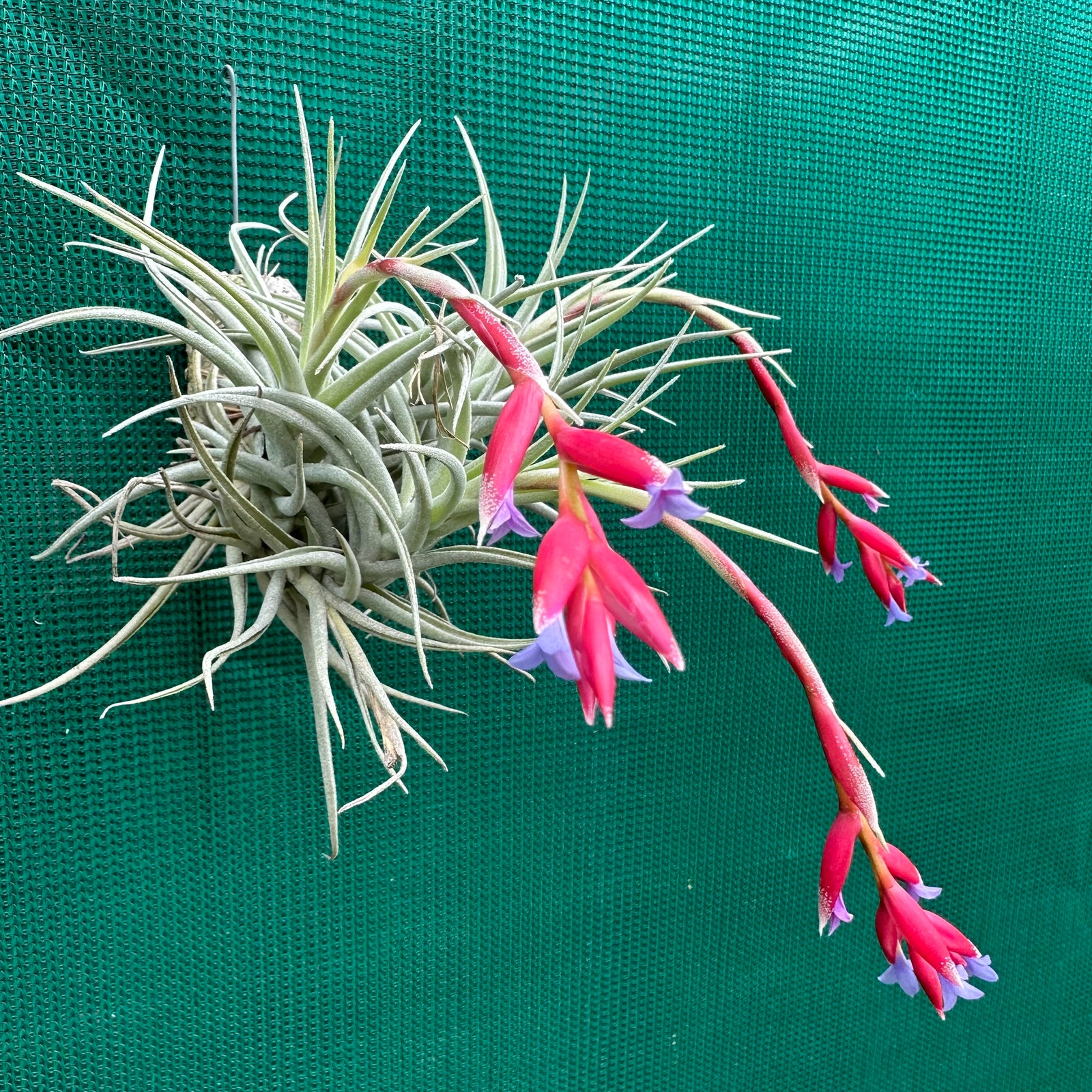 Tillandsia - Veronica's Mariposa ex. GA