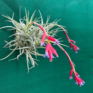 Tillandsia - Veronica's Mariposa ex. GA