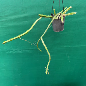 Selenicereus spinulosus EP19