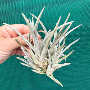 Tillandsia - esseriana ‘Grey Green’ ex. PT NEW