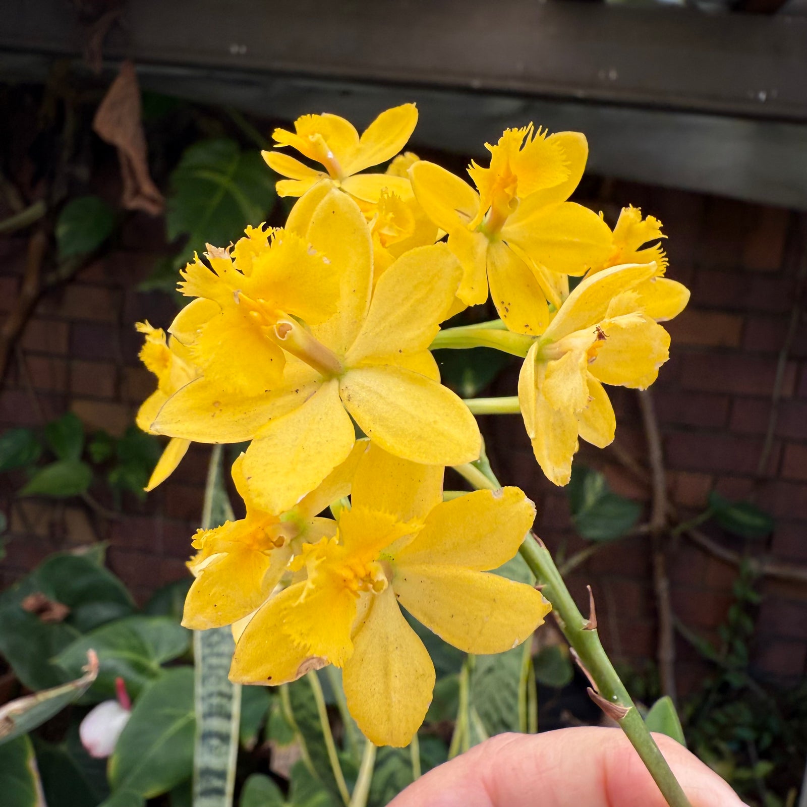 Epidendrum ‘Topaz Butterball’