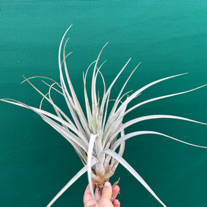 Tillandsia - lenca NEW