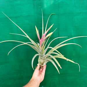 Tillandsia - Hot Stuff ex. BG NEW