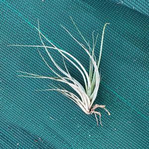 Tillandsia - fasciculata