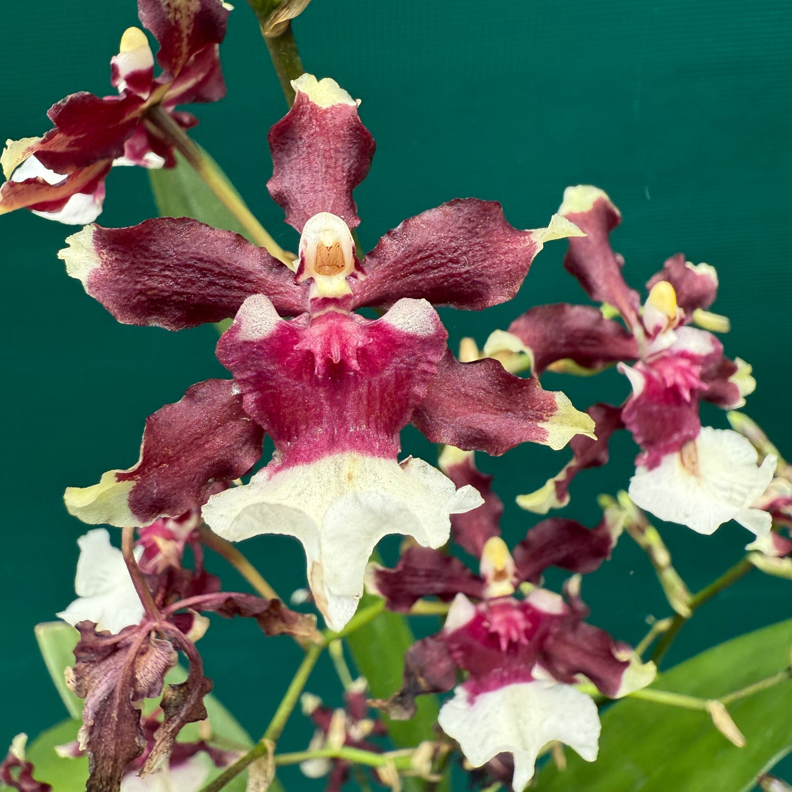 Oncidium Aka Baby ‘Raspberry Chocolate’