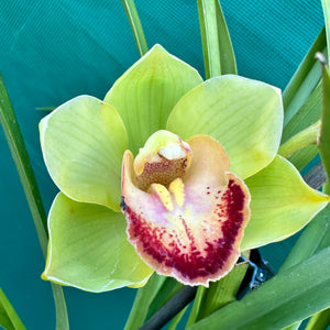 Orchid - Cymbidium ‘Kimberley Splash Teepee’ NEW