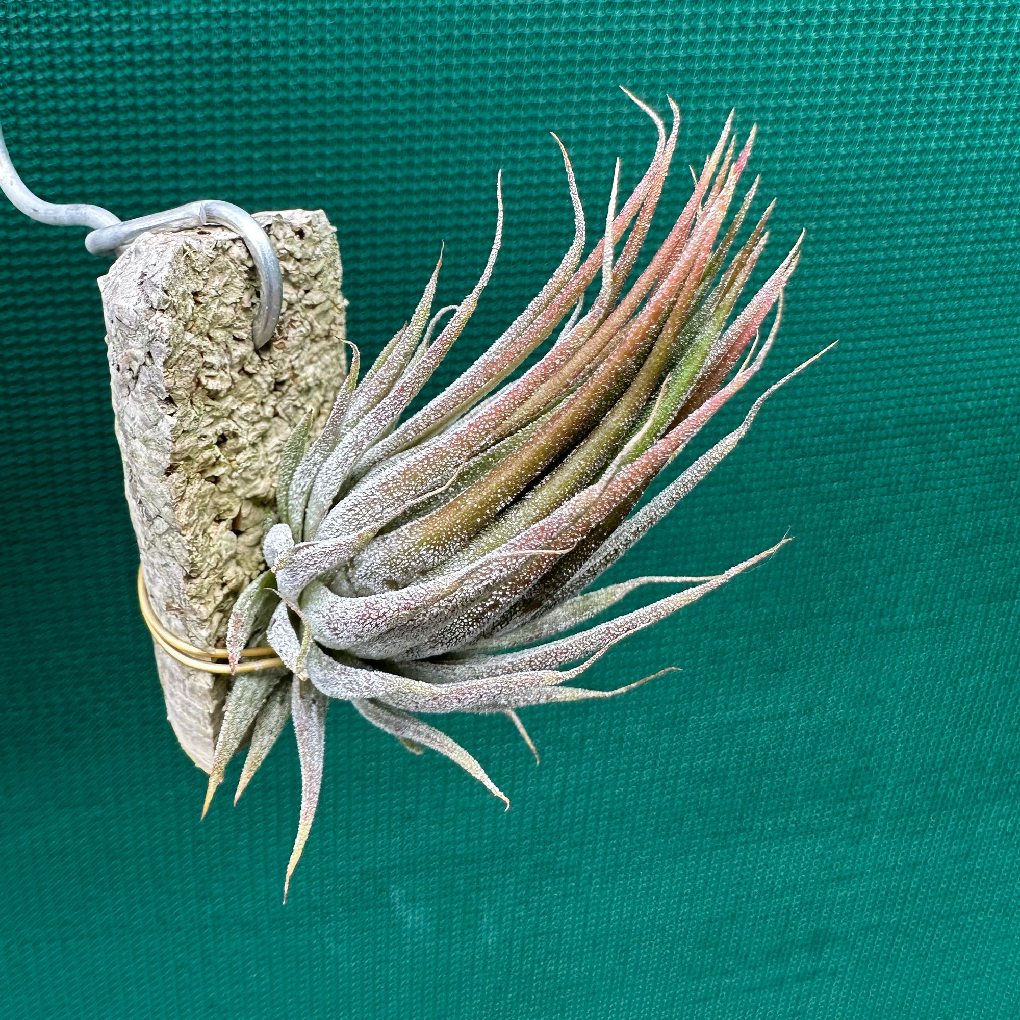 Tillandsia - ionantha 'Peanut' ex. Bak NEW