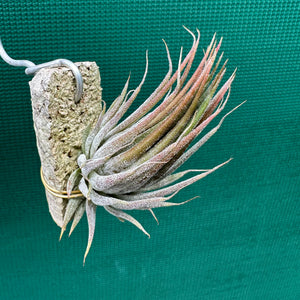 Tillandsia - ionantha 'Peanut' ex. Bak NEW