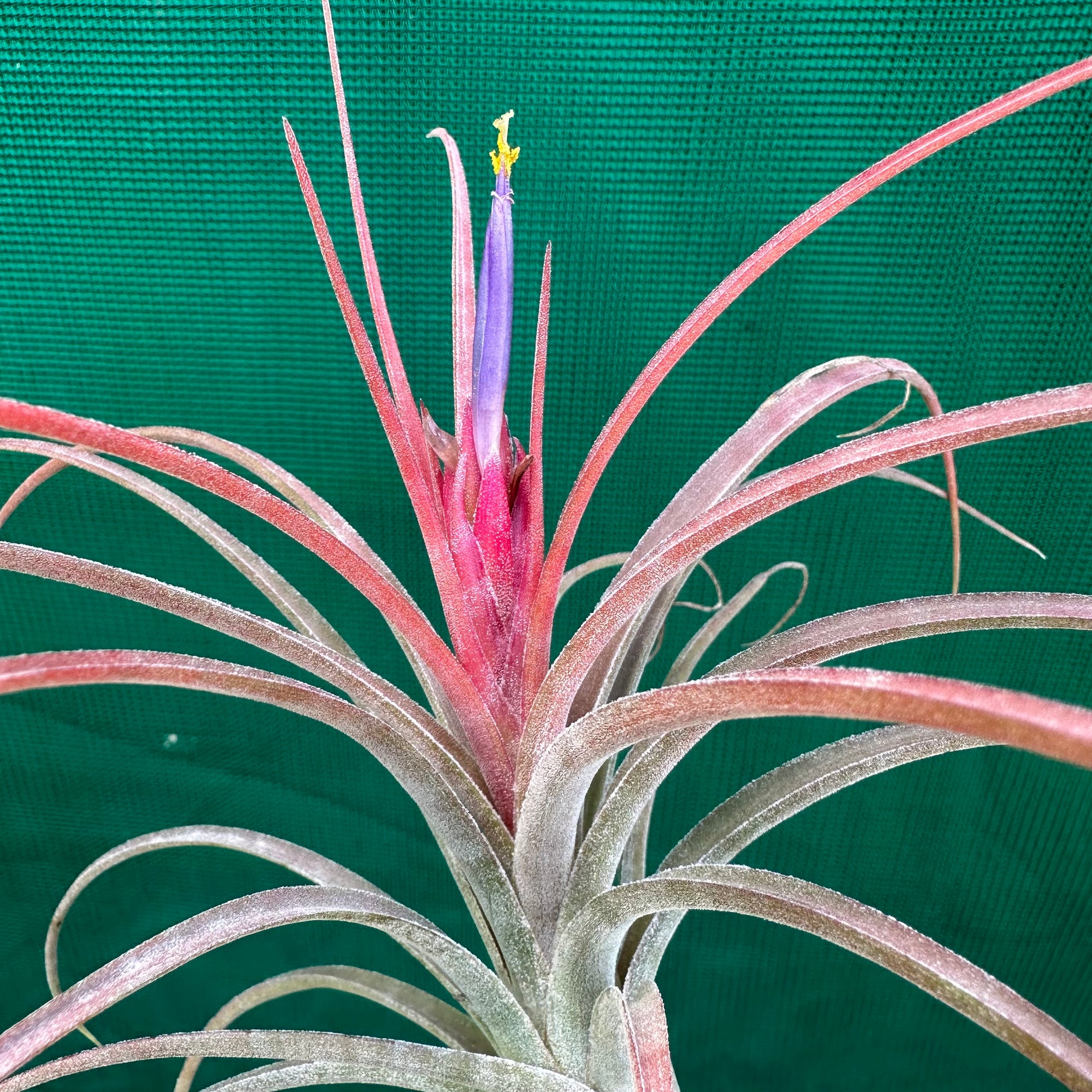 Tillandsia - ionantha x paucifolia ex. CV