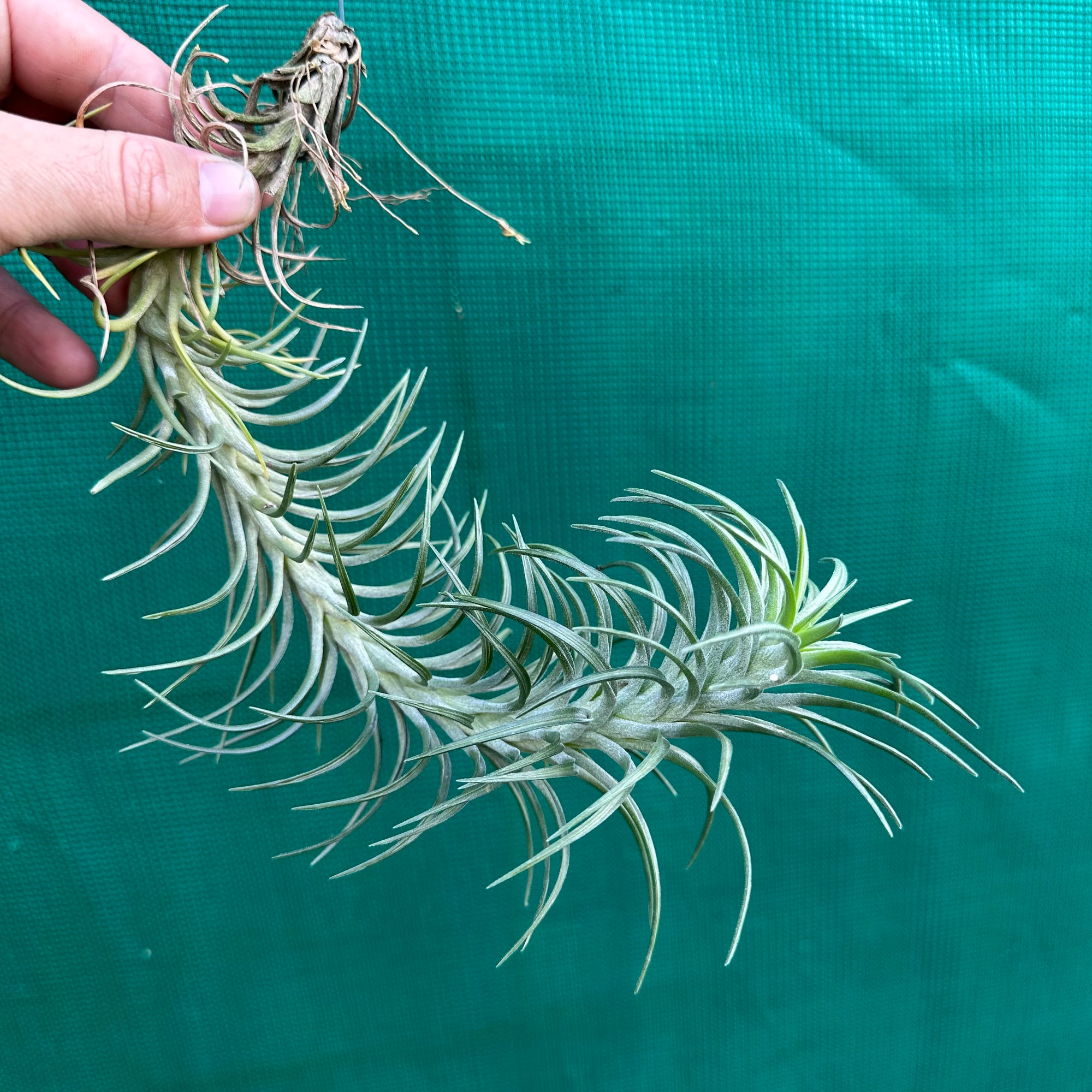 Tillandsia - araujei x tenuifolia ex. BG NEW