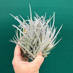 Tillandsia subsecundifolia x jonesii (Mature Clump) NEW