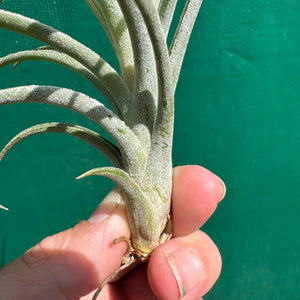 Tillandsia - ionantha x stricta ex. RM