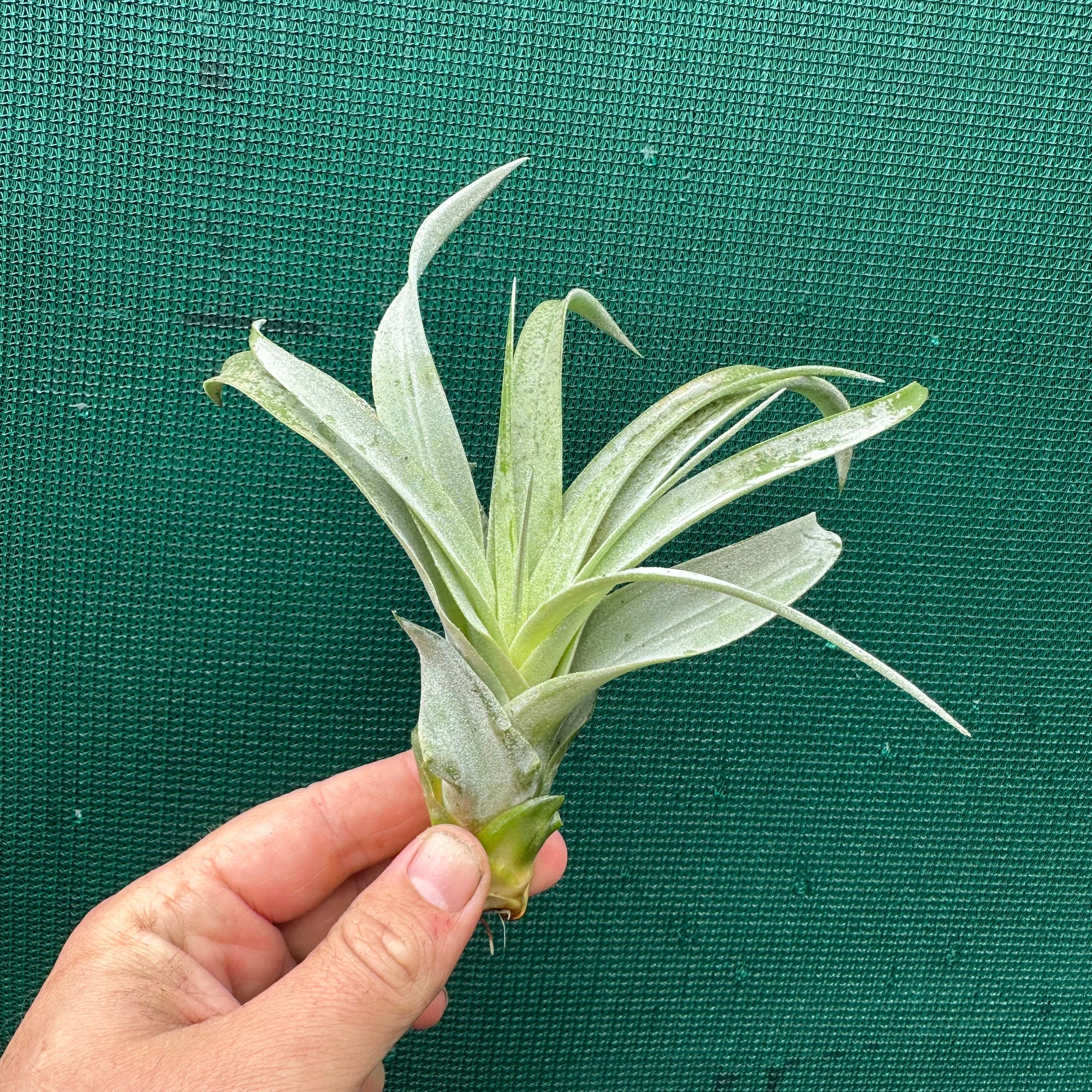 Tillandsia - Betty Bo Peep NEW