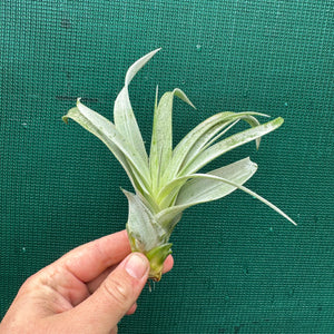 Tillandsia - Betty Bo Peep NEW