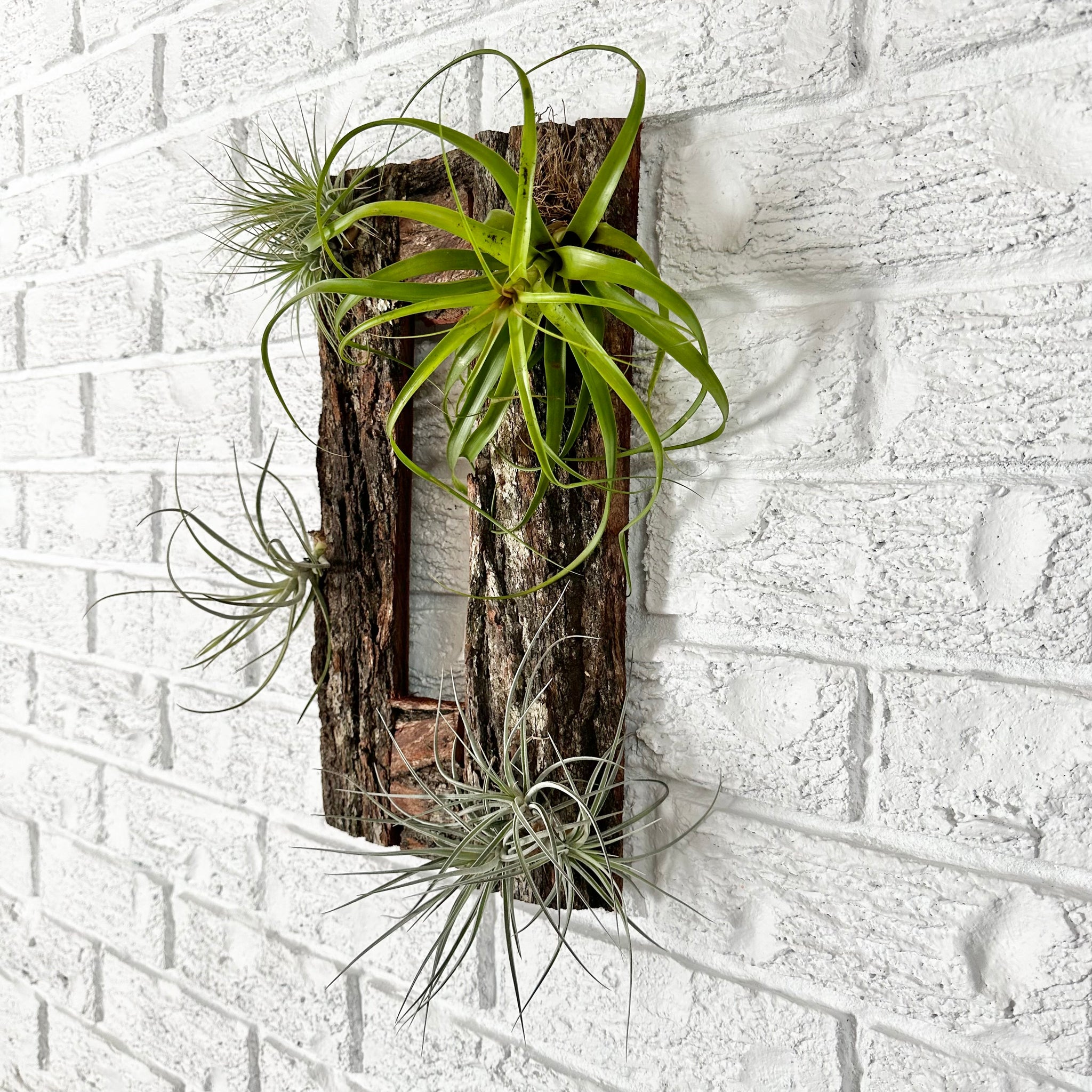 air plant picture frame Living Picture Frame