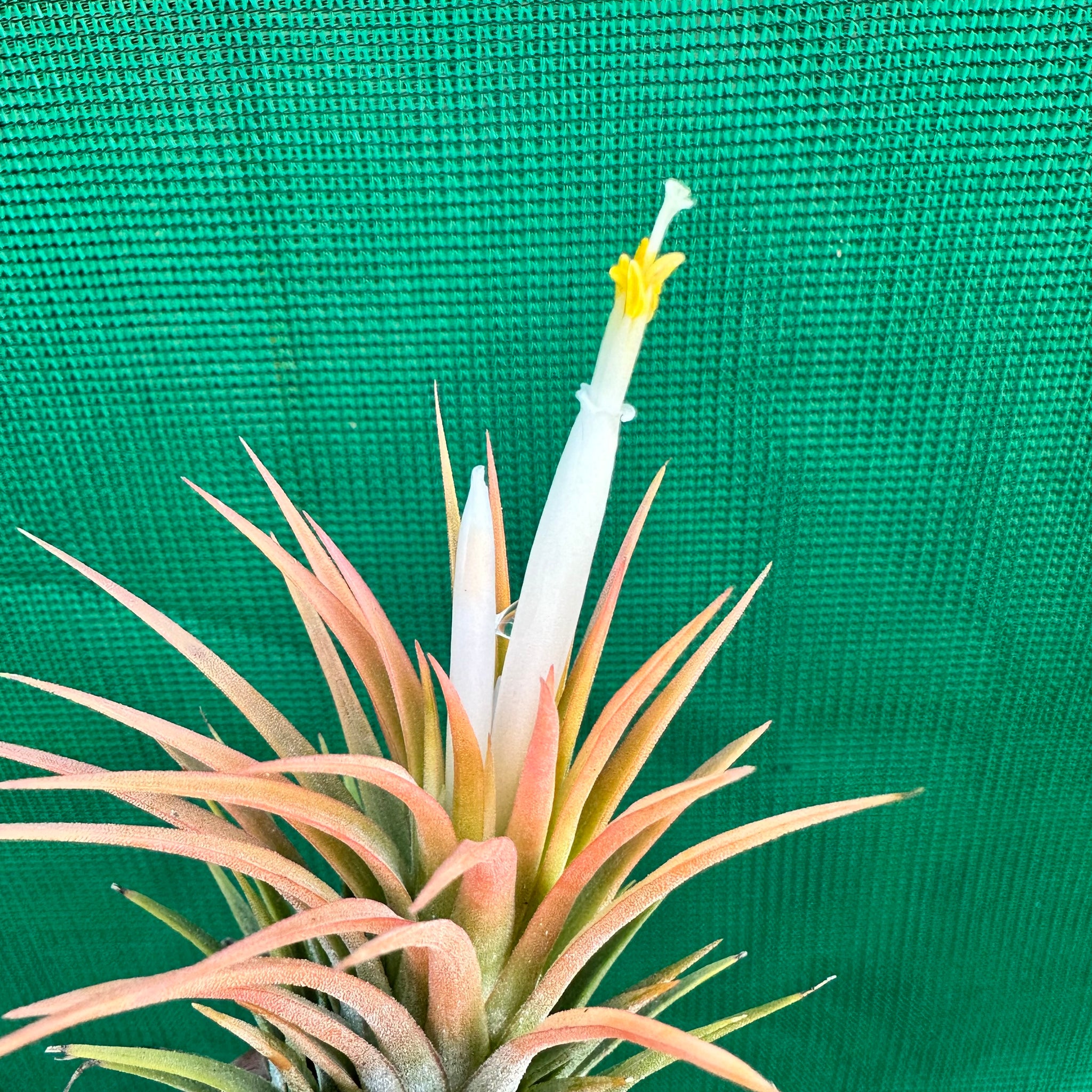 orange air plant Tillandsia - ionantha 'Orange Knight' ex. Holm