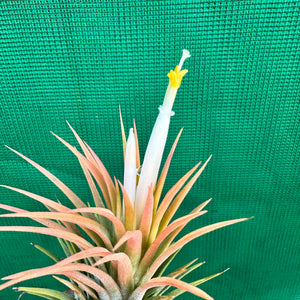 Tillandsia - ionantha 'Orange Knight' ex. Holm