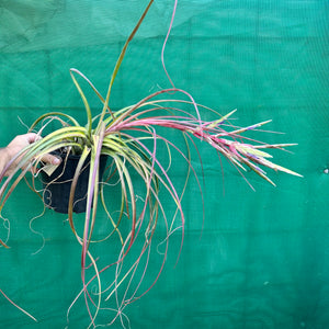 Tillandsia - fasciculata ‘Small Form’ x streptophylla ex. BG NEW