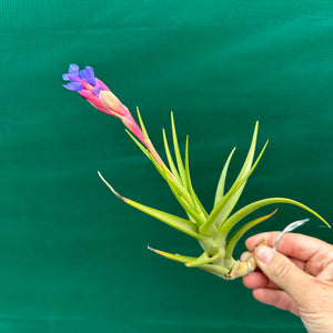 Tillandsia - Bella ex. BD