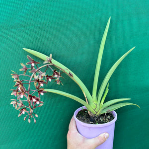 Orchid - Cymbidium canaliculatum f. sparkesii NEW