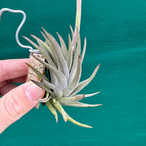 Tillandsia - rosacea NEW