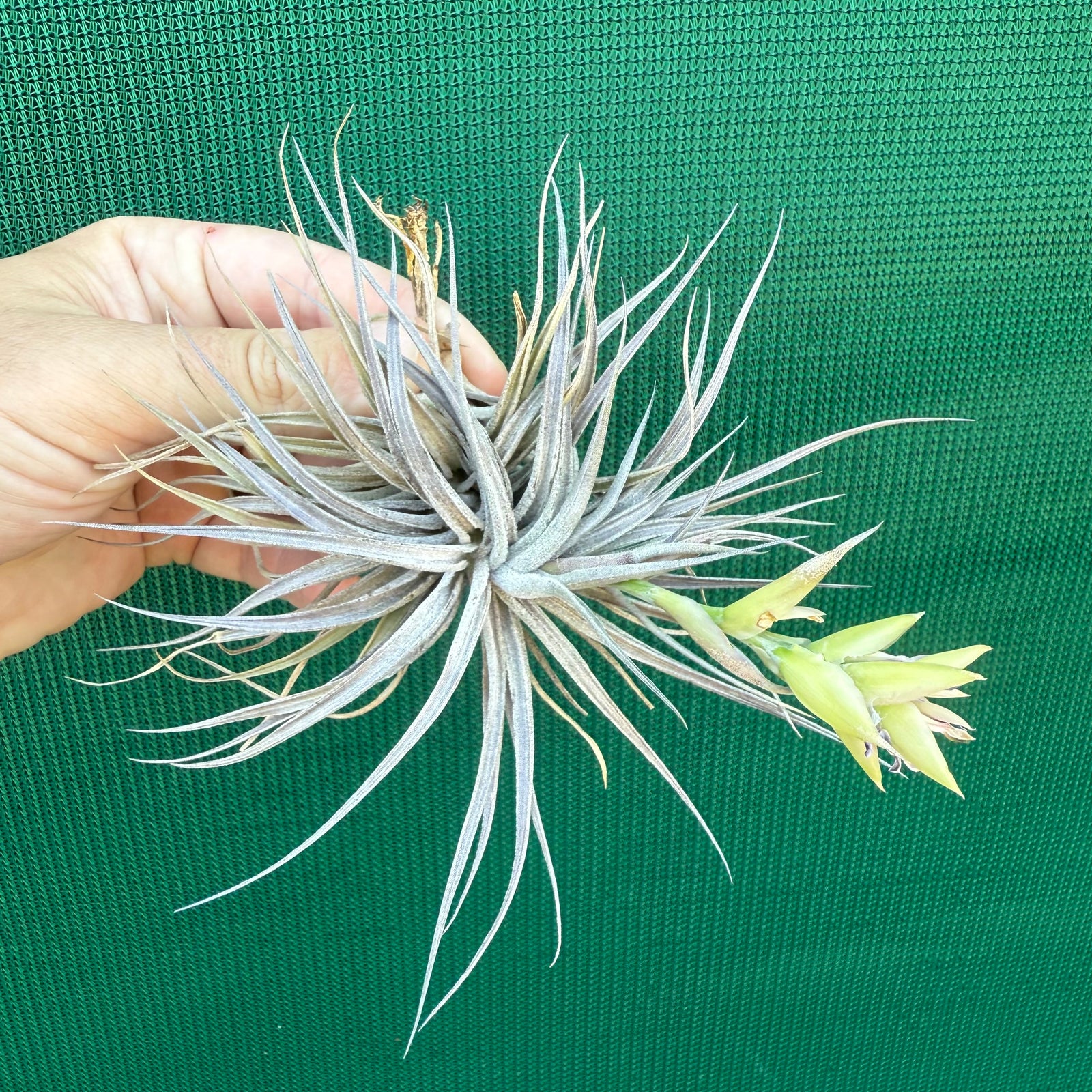 Tillandsia - Rosy Gem NEW
