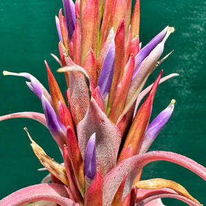 Tillandsia - Betty Bo Peep NEW