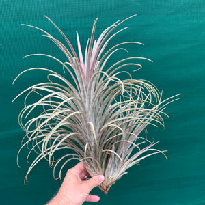 Tillandsia - Buck Compton ex. RFI NEW
