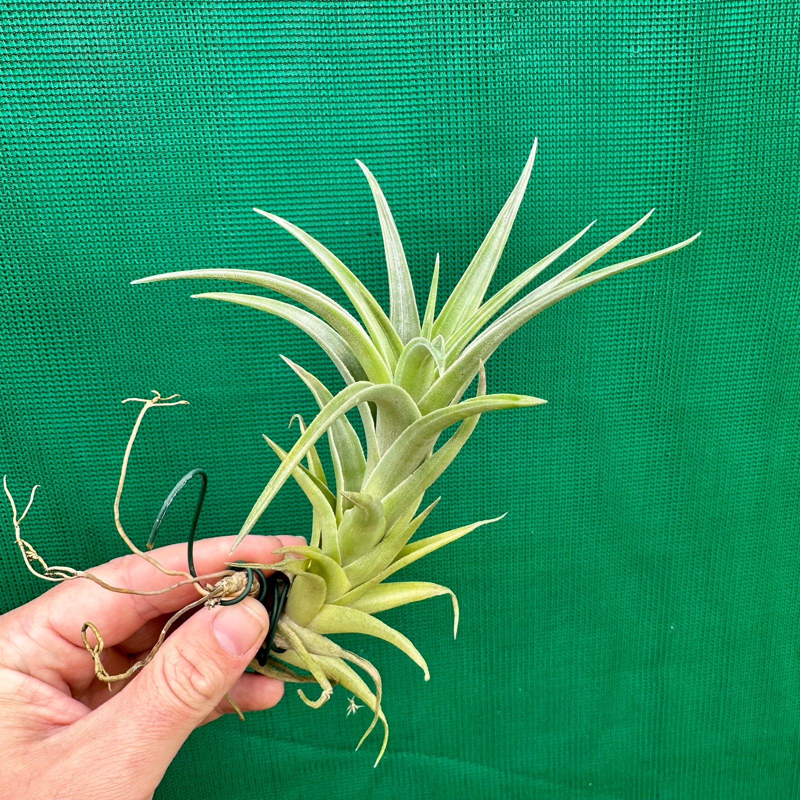 Tillandsia - edithae ‘Green Form’ ex. PT