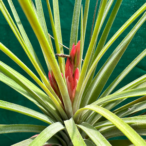 Tillandsia - Elva ex. NR