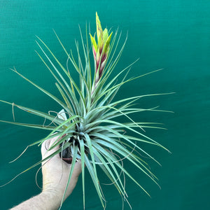 Tillandsia - fasciculata ‘Purple’ ex. BD NEW