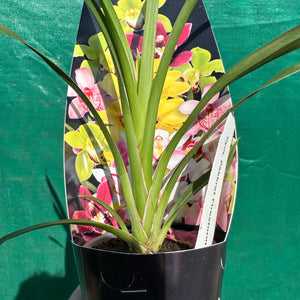 Orchid - Cym. Pakkret Firestorm ‘Chandra’
