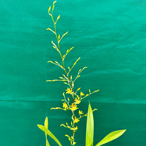 Oncidium ‘Dancing Lady’ NEW