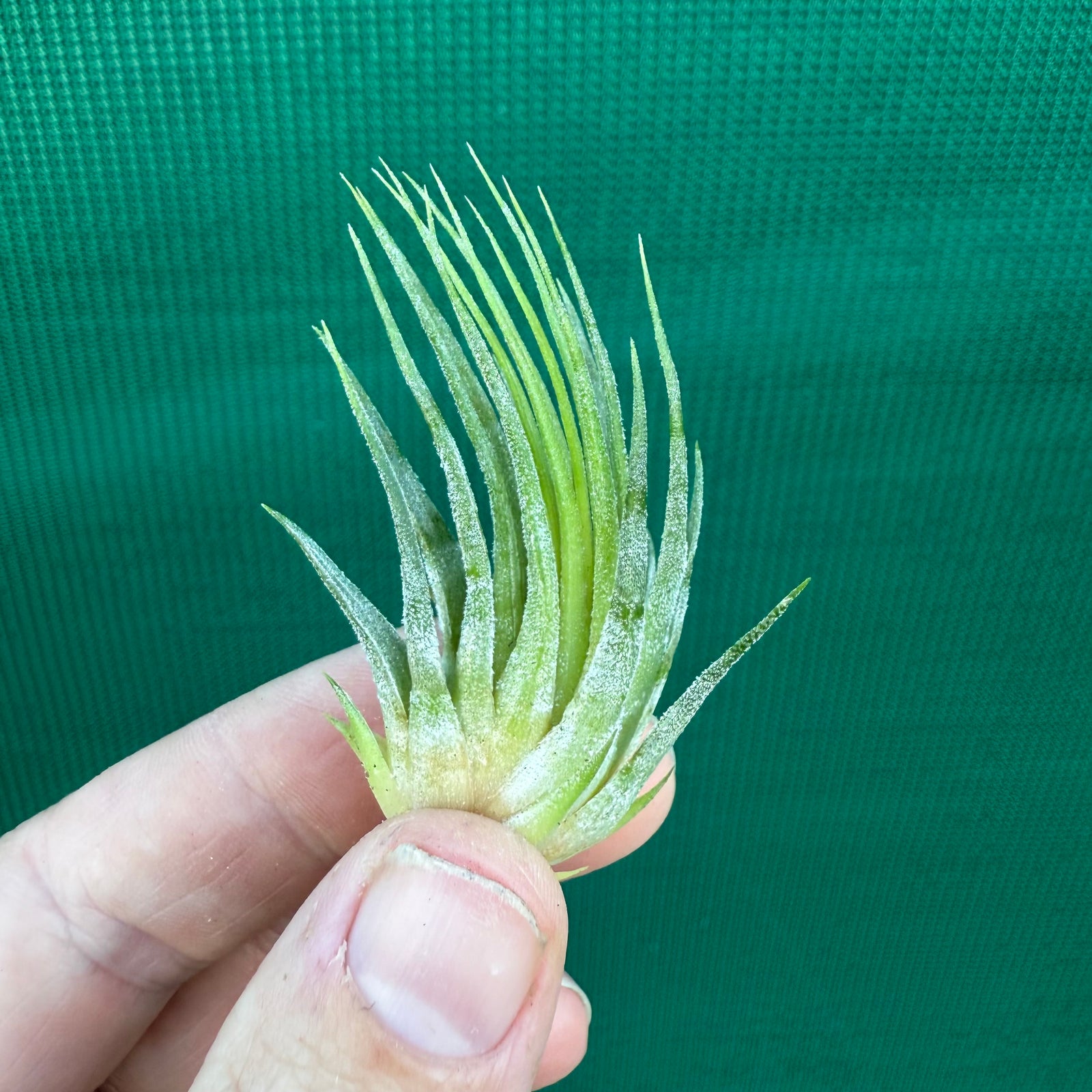 Tillandsia - ionantha 'Cone Head' ex. JO