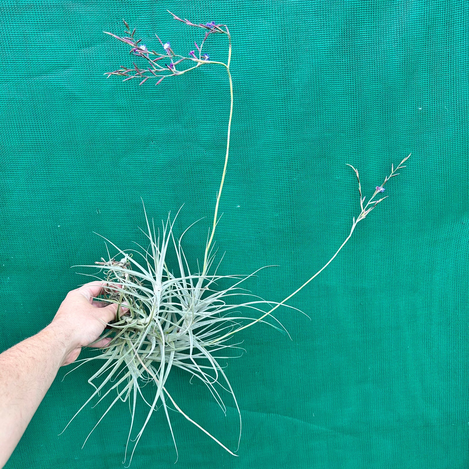 Tillandsia - caerulea x straminea ex. PT (Fragrant)