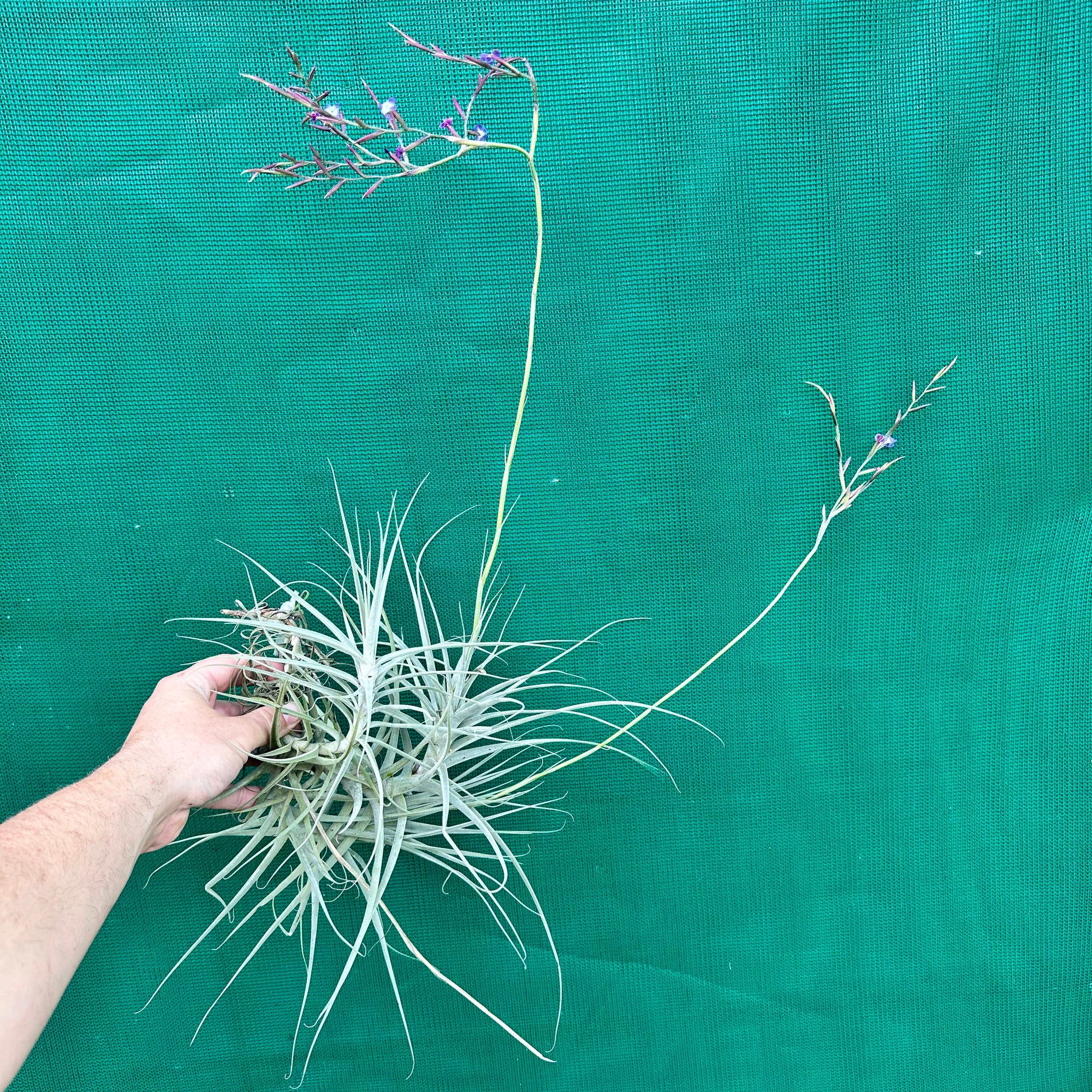 straminea air plant Tillandsia - caerulea x straminea ex. PT (Fragrant)