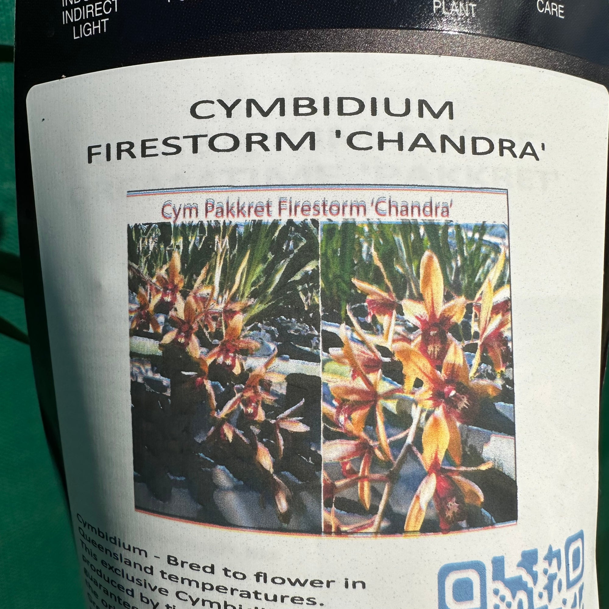 Orchid - Cym. Pakkret Firestorm ‘Chandra’
