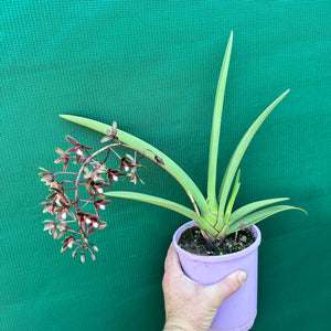 Orchid - Cymbidium canaliculatum f. sparkesii NEW