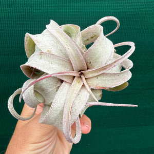 Tillandsia - Regal Rene ex. SL NEW