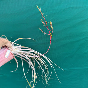 Tillandsia - paraisoensis ex. PT