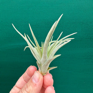 Tillandsia - Noosa NEW