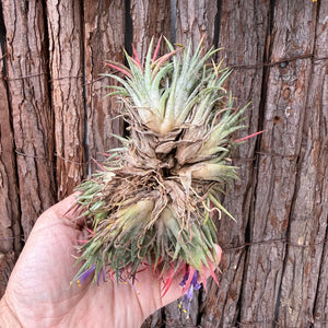 Tillandsia ionantha ‘BOE750’ (Mature Clump) NEW